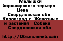 Малышки йоркширского терьера › Цена ­ 9 000 - Свердловская обл., Кировград г. Животные и растения » Собаки   . Свердловская обл.